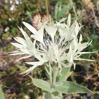 Centaurea cheiranthifolia